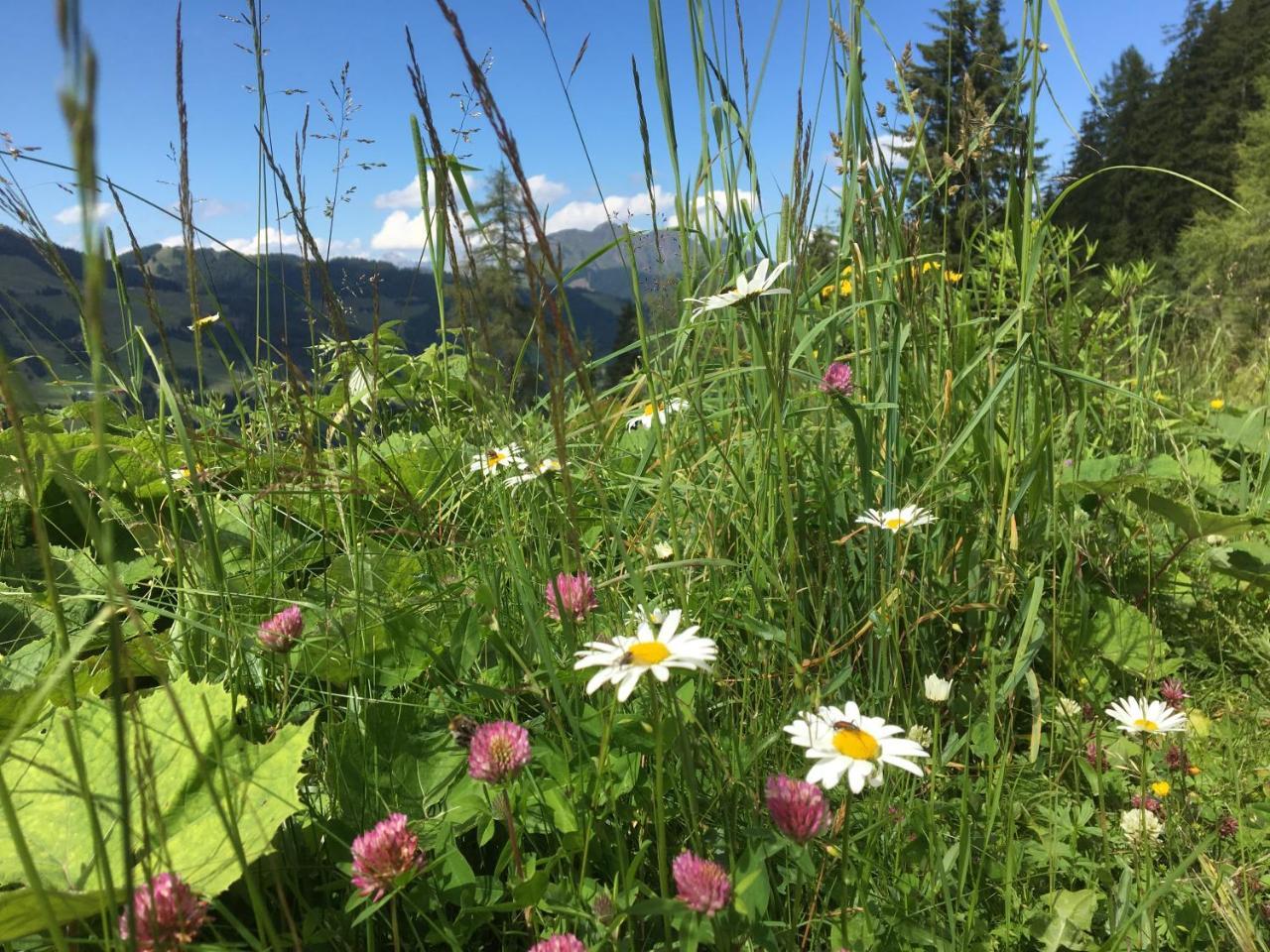 Am Zwoelferkogel Appartements Saalbach-Hinterglemm Kültér fotó